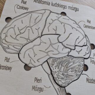 Budowa mózgu - anatomia człowieka