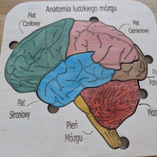 Budowa mózgu - anatomia człowieka