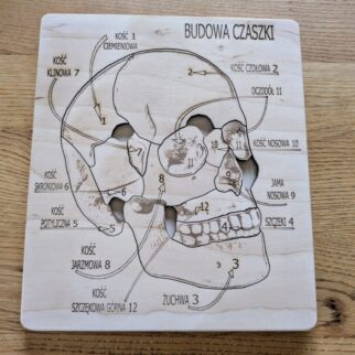 Budowa czaszki - anatomia człowieka