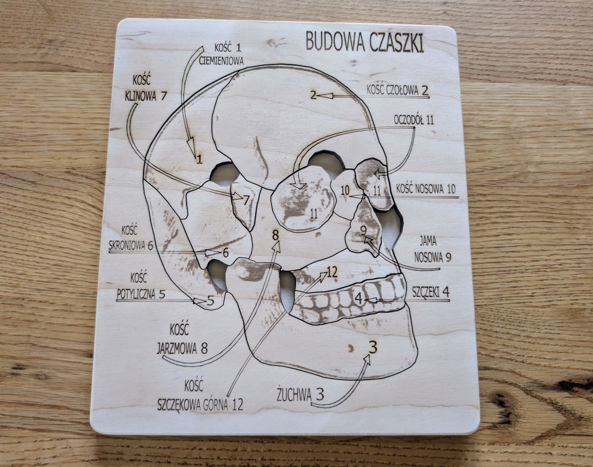 Budowa czaszki - anatomia człowieka