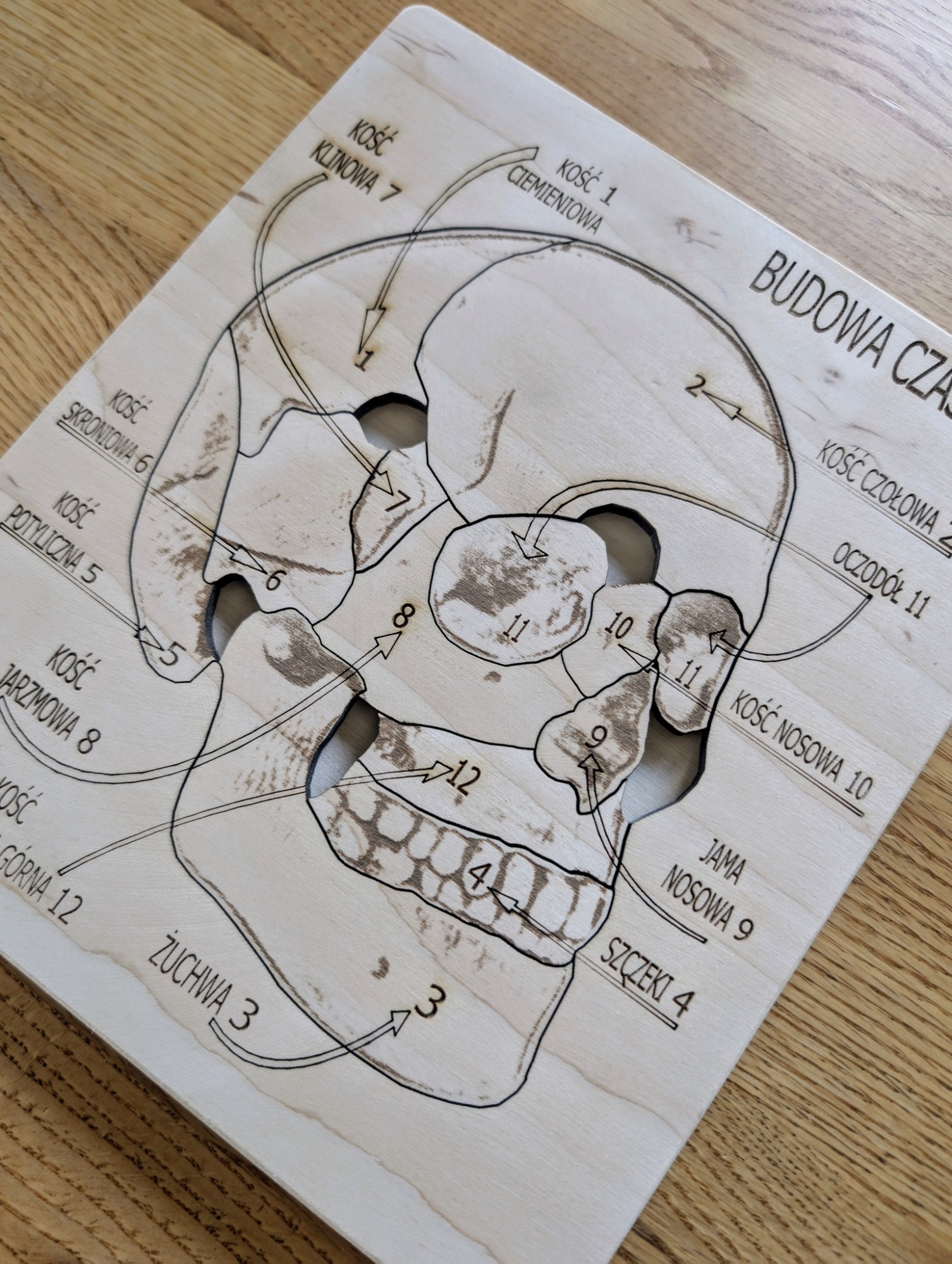 Budowa czaszki - anatomia człowieka - obrazek 3