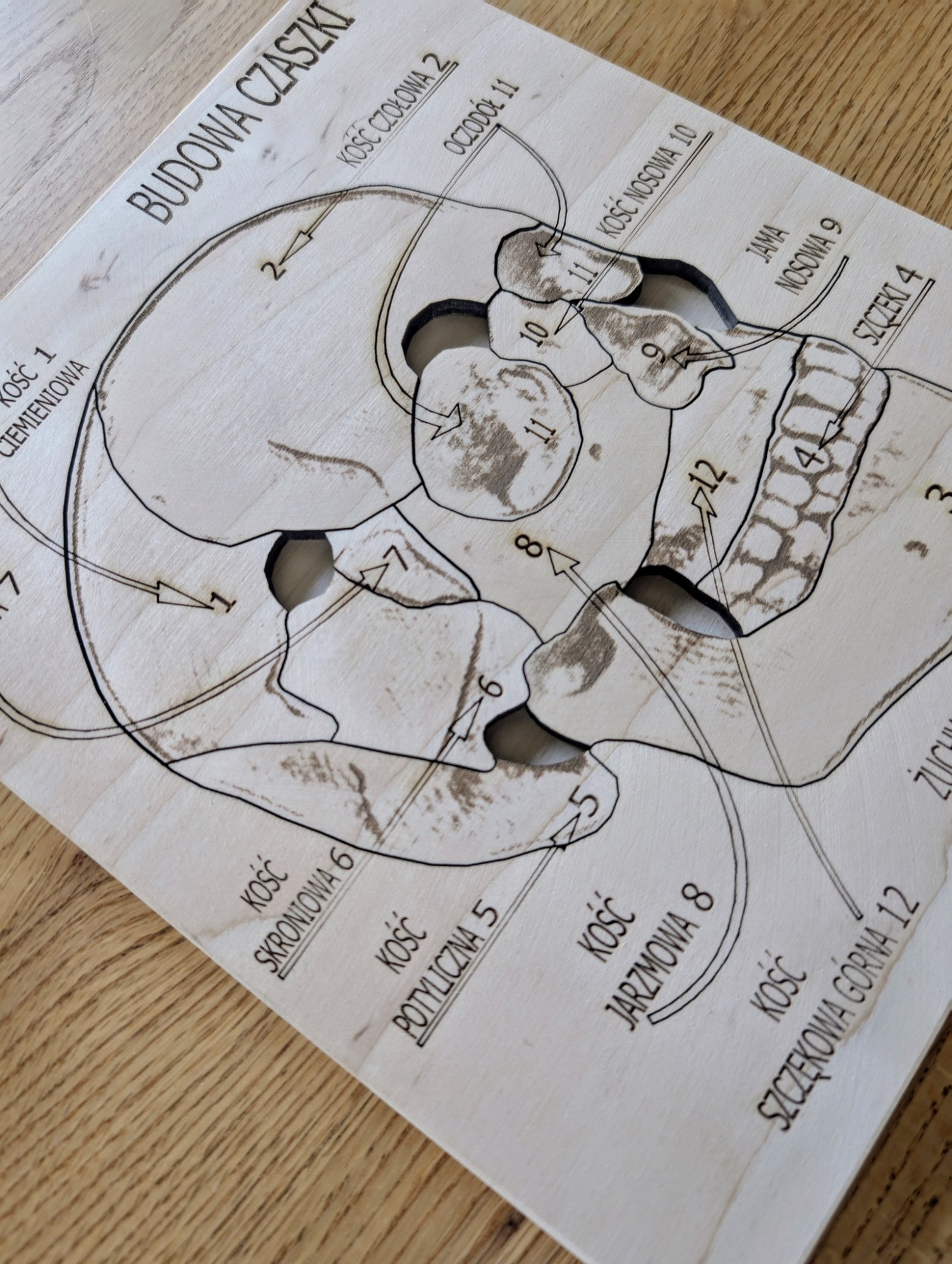 Budowa czaszki - anatomia człowieka - obrazek 4