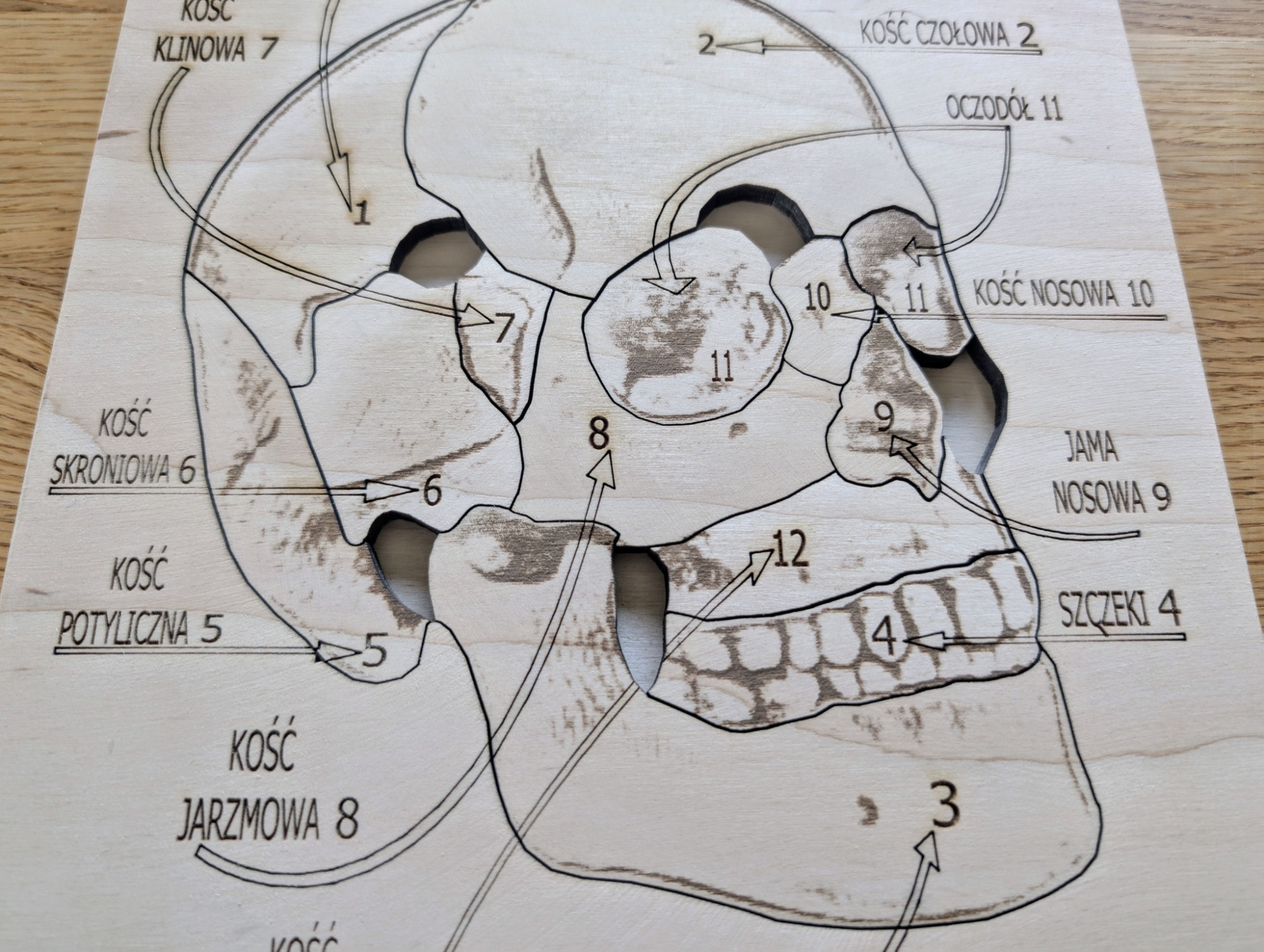 Budowa czaszki - anatomia człowieka - obrazek 5