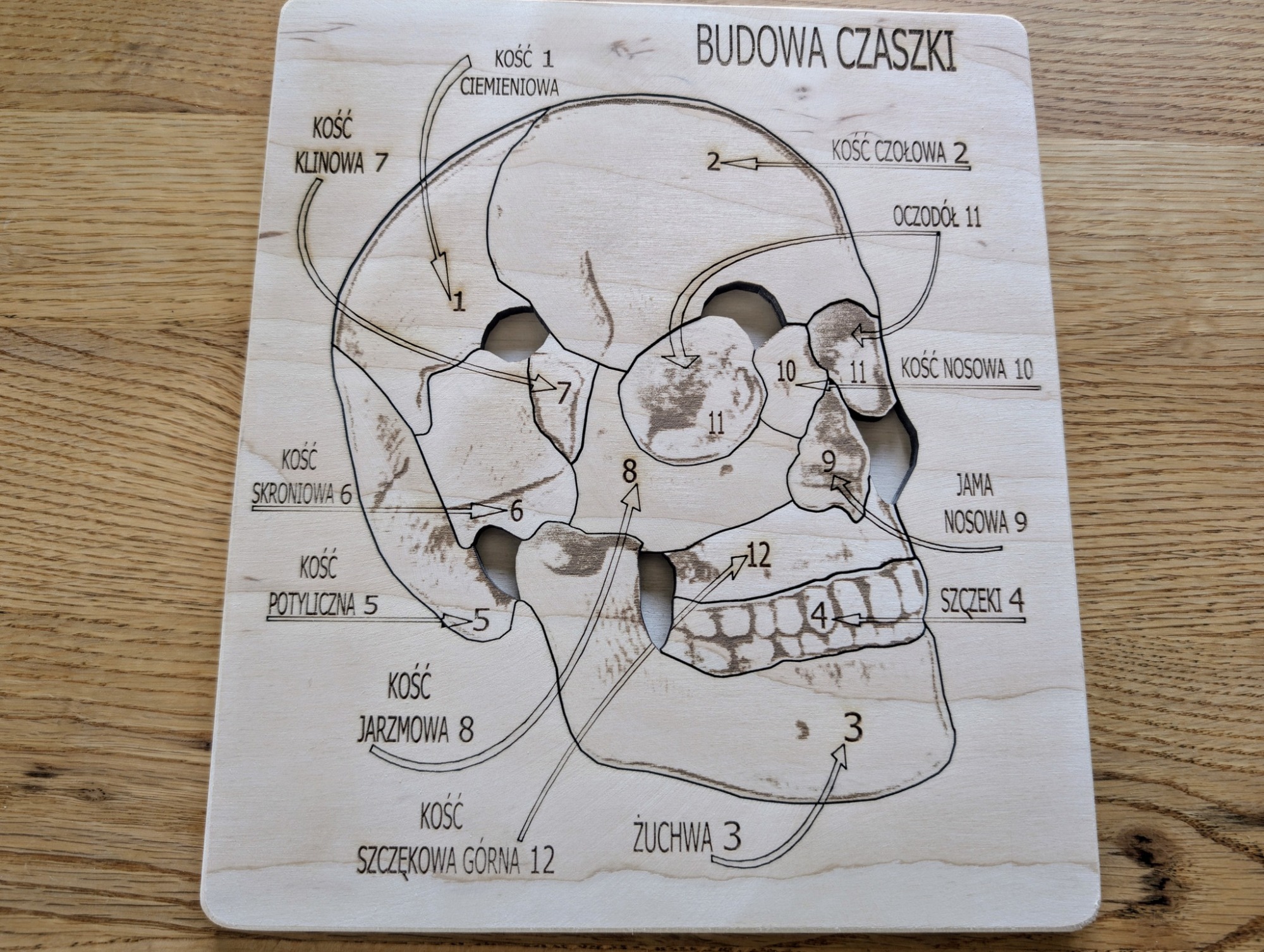 Budowa czaszki - anatomia człowieka - obrazek 6