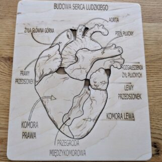 Budowa serca - anatomia człowieka