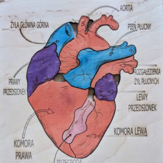 Budowa serca - anatomia człowieka
