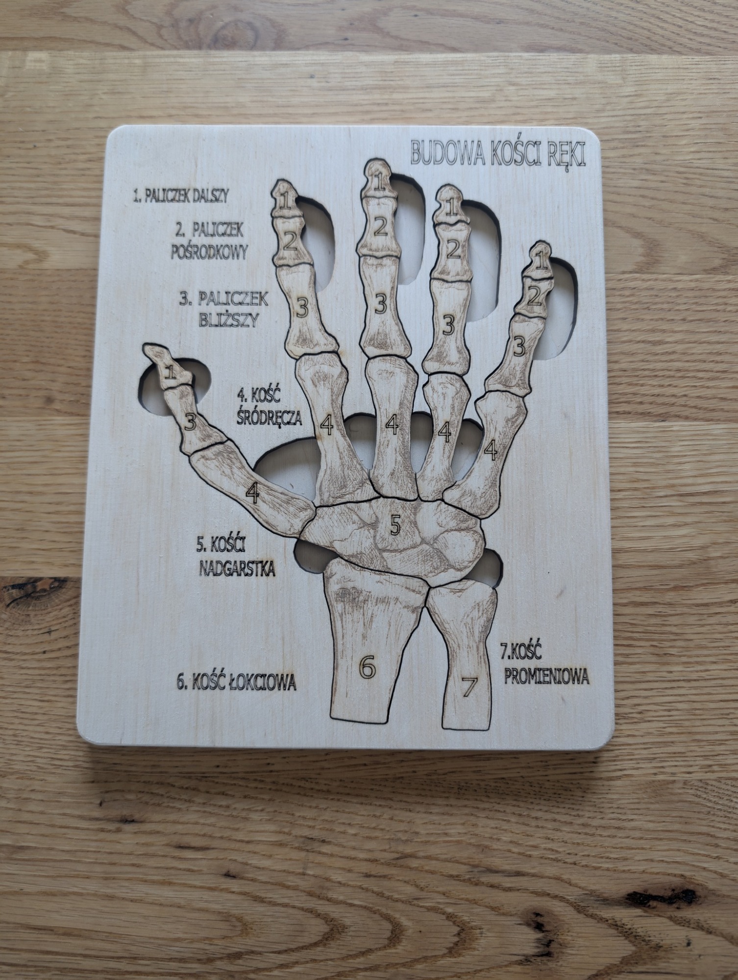 Budowa kości ręki - anatomia człowieka - obrazek 2