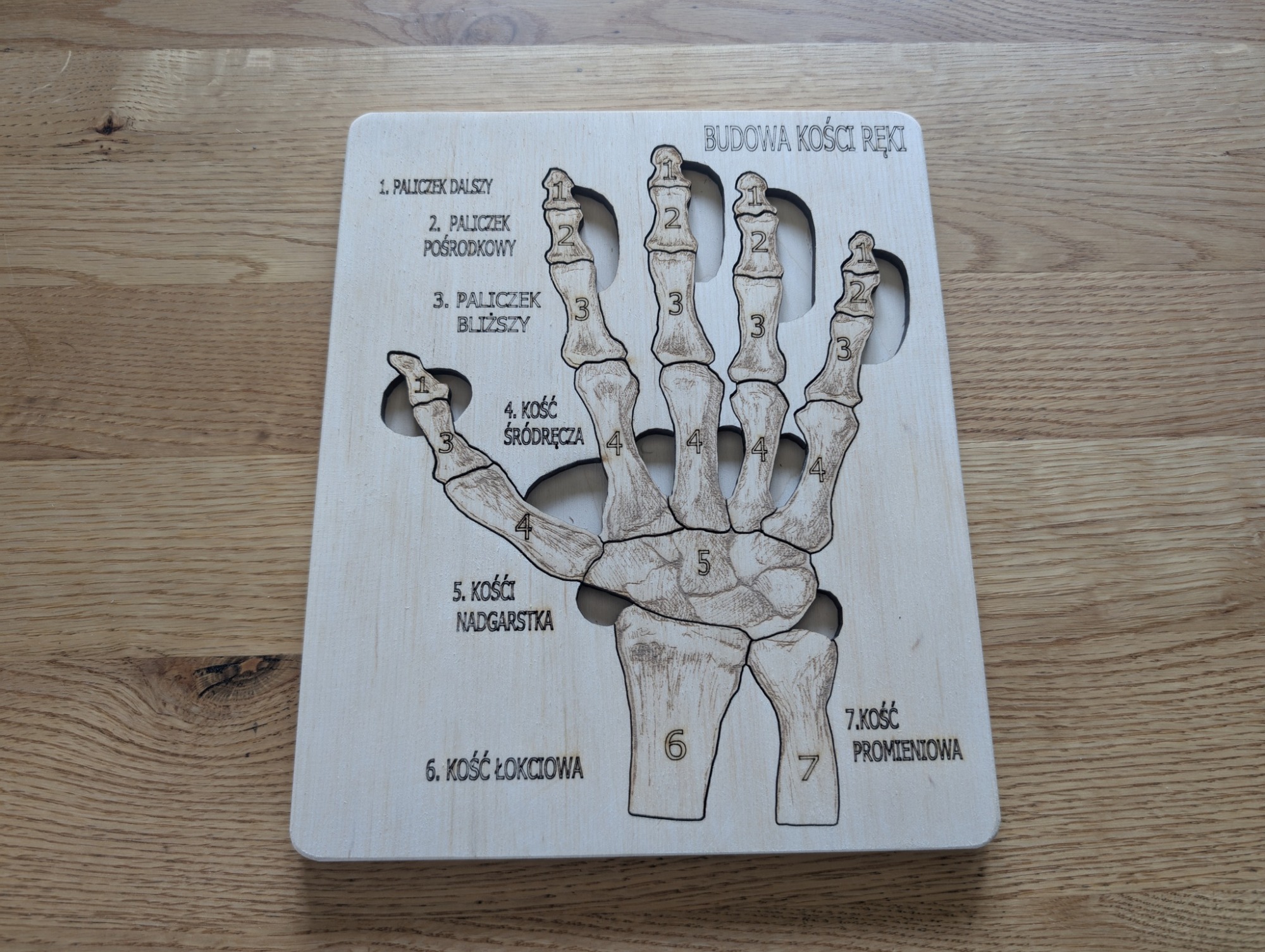 Budowa kości ręki - anatomia człowieka - obrazek 3