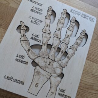 Budowa kości ręki - anatomia człowieka