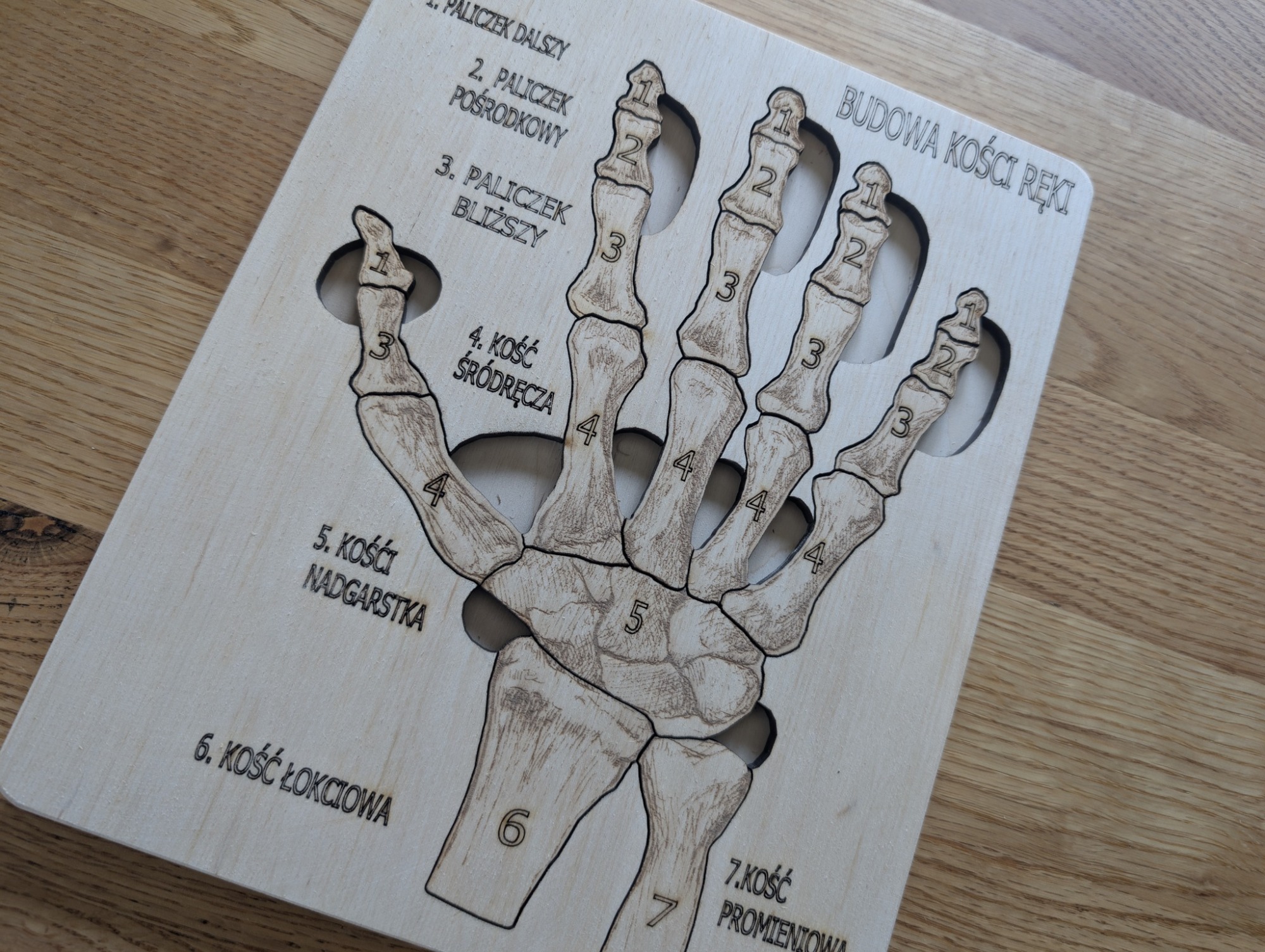 Budowa kości ręki - anatomia człowieka