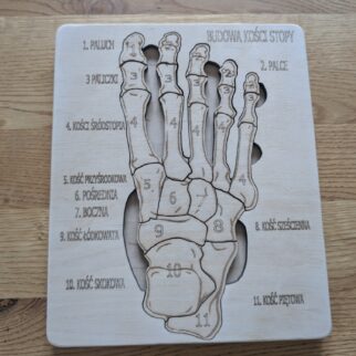 Budowa kości stopy - anatomia człowieka