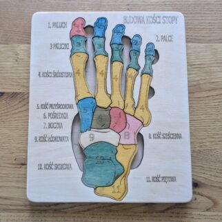 Budowa kości stopy - anatomia człowieka