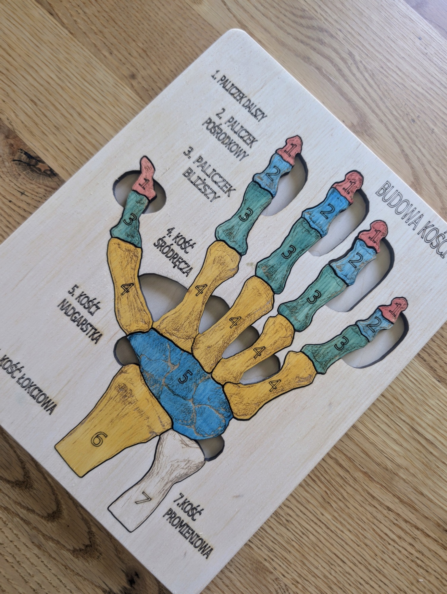 Budowa kości ręki - anatomia człowieka - obrazek 2