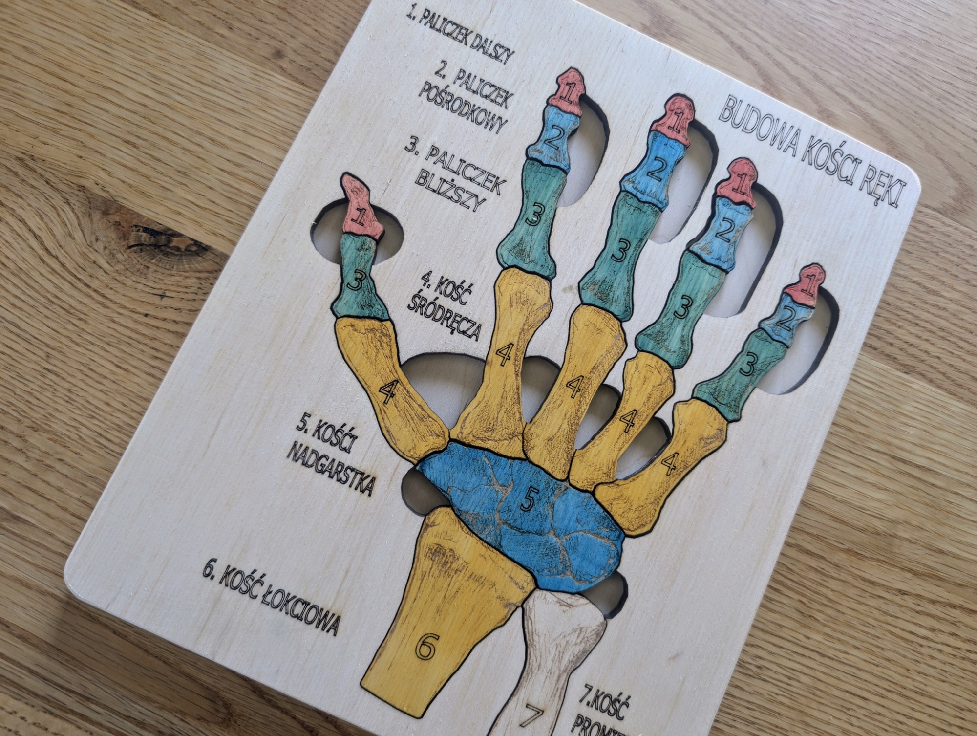 Budowa kości ręki - anatomia człowieka - obrazek 3