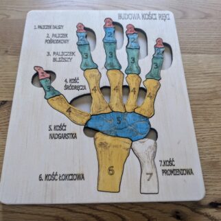 Budowa kości ręki - anatomia człowieka