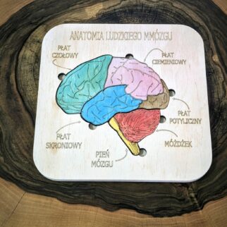 Budowa mózgu - anatomia człowieka