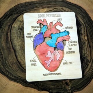 Budowa serca - anatomia człowieka