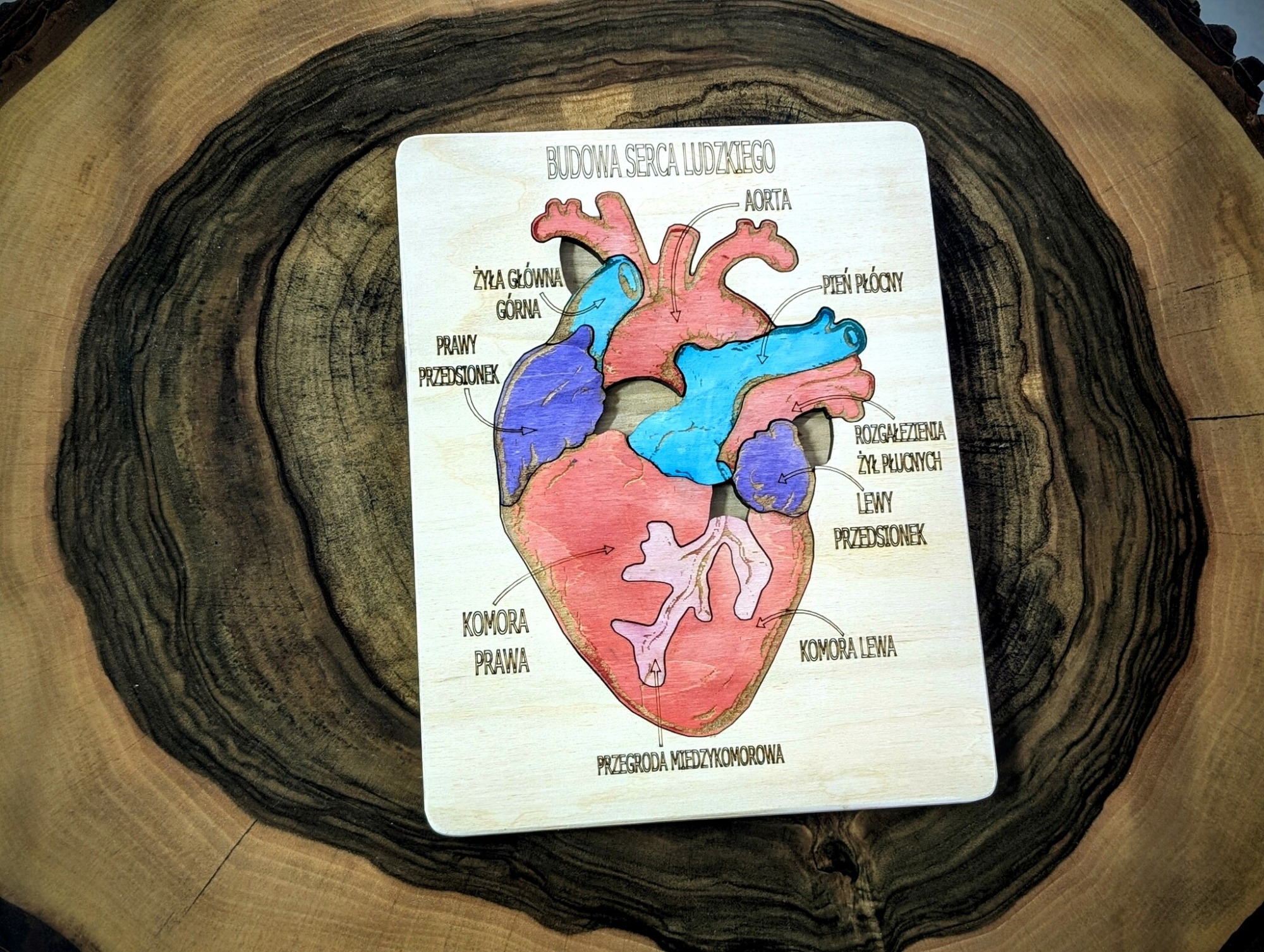 Budowa serca - anatomia człowieka