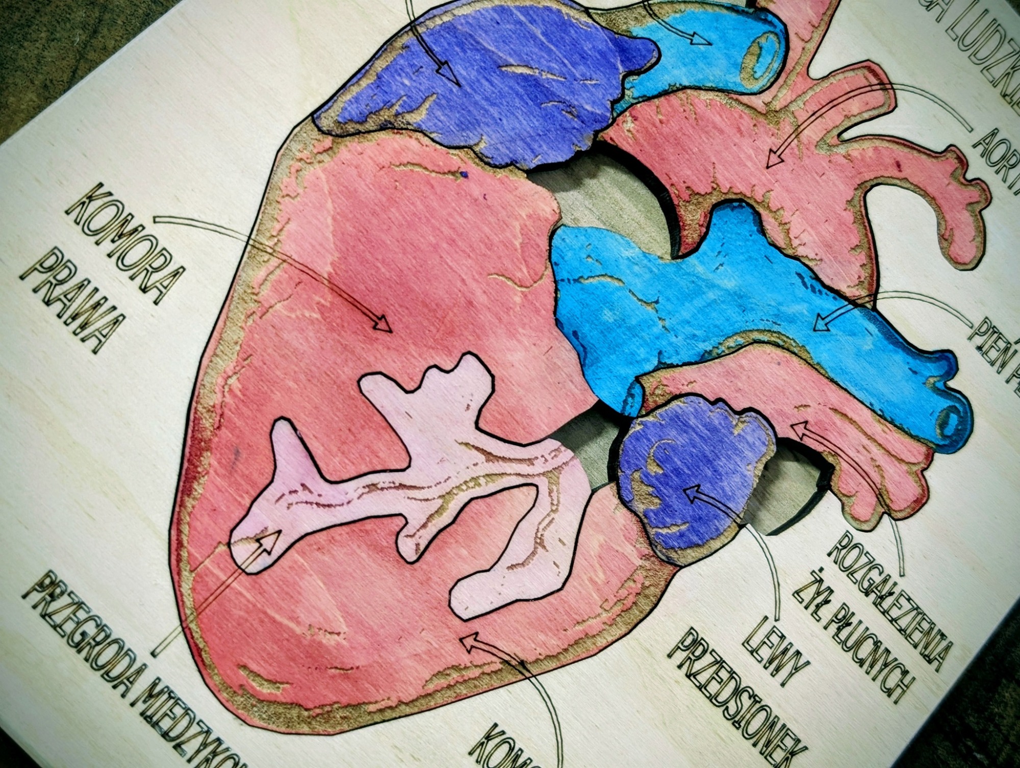 Budowa serca - anatomia człowieka - obrazek 3