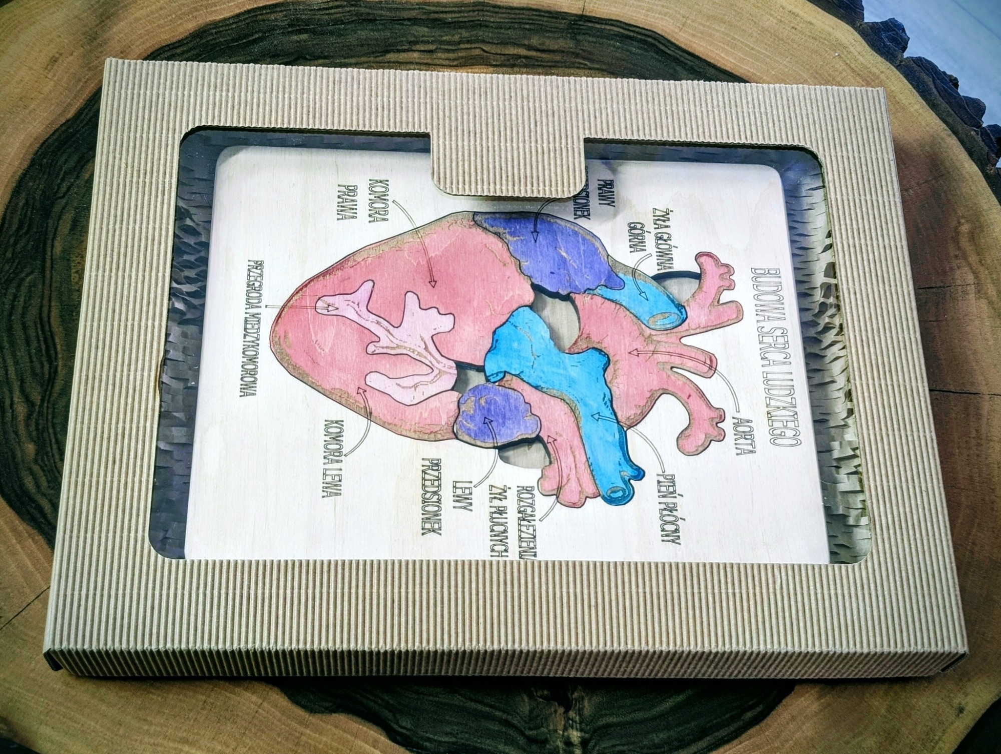 Budowa serca - anatomia człowieka - obrazek 5