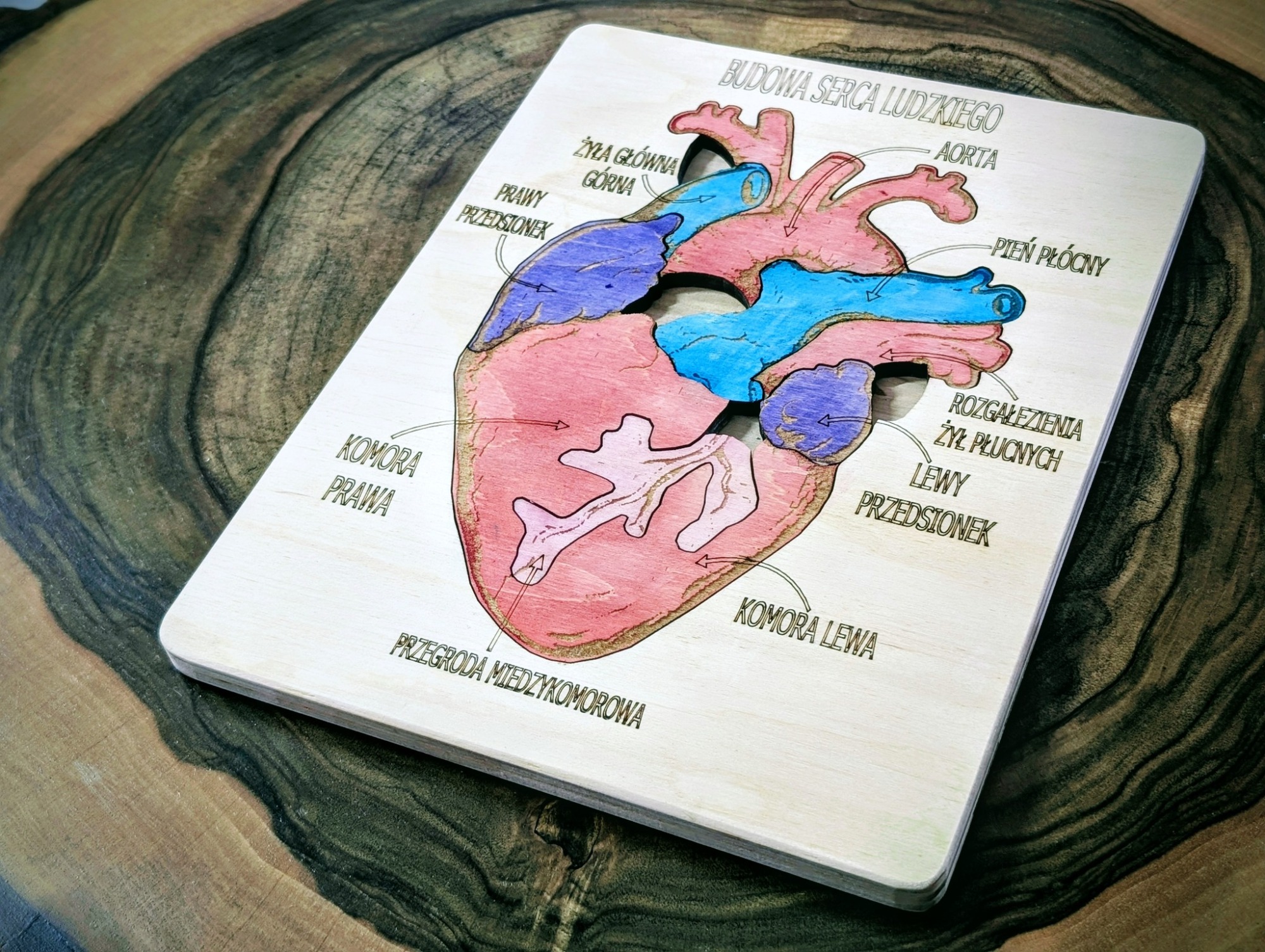 Budowa serca - anatomia człowieka - obrazek 2