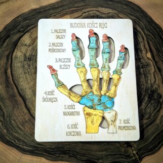 Budowa kości ręki - anatomia człowieka