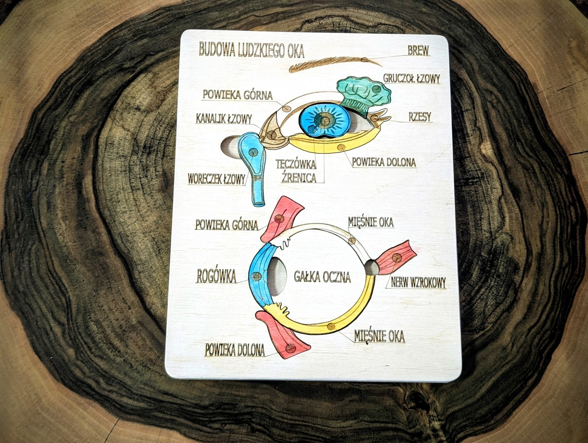 Anatomia człowieka oko