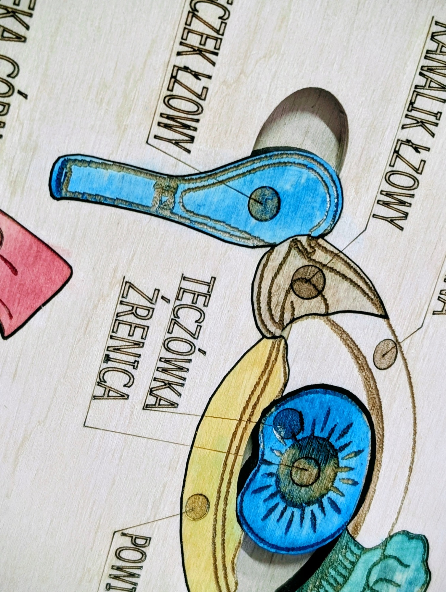 Anatomia człowieka oko - obrazek 5