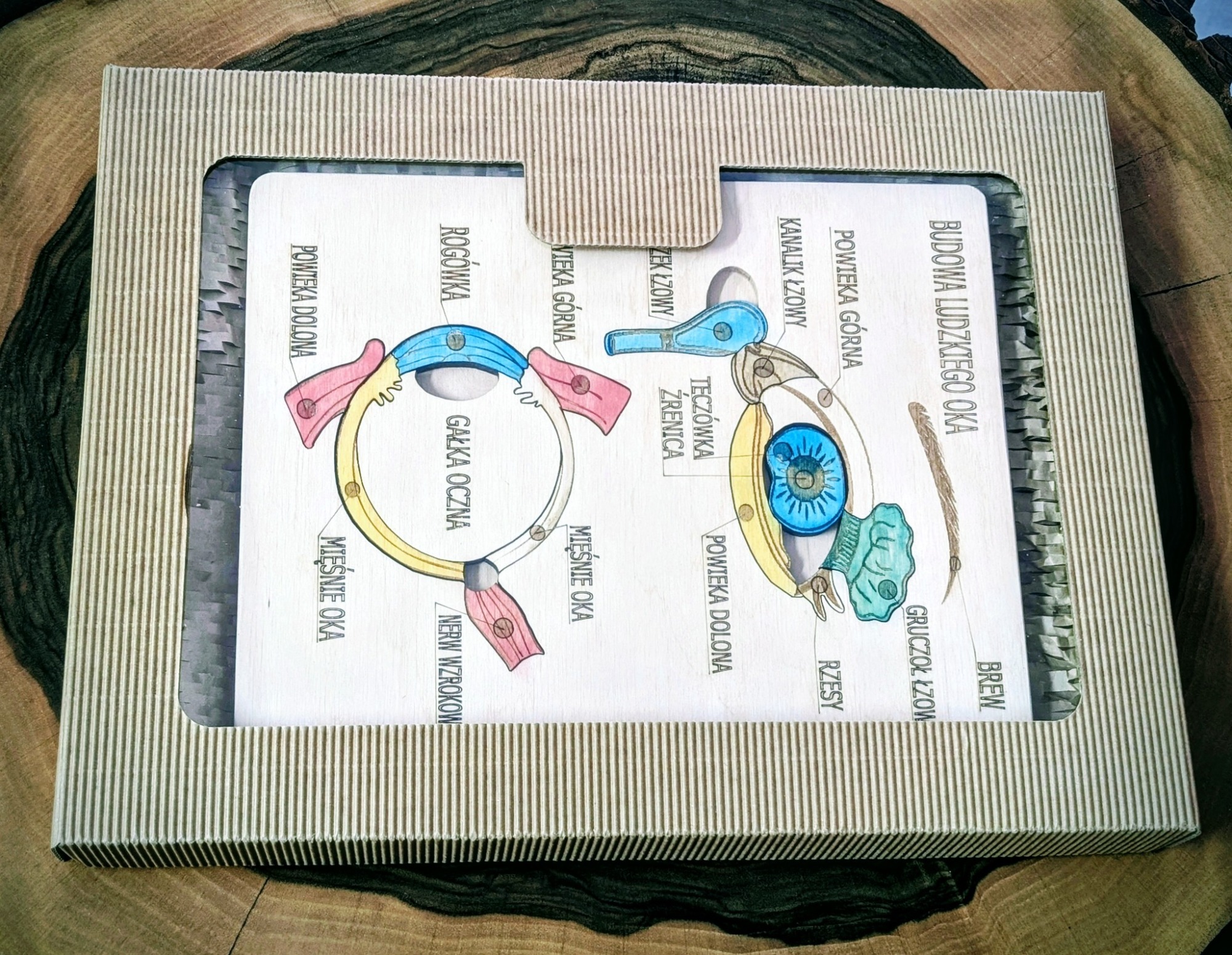 Anatomia człowieka oko - obrazek 3