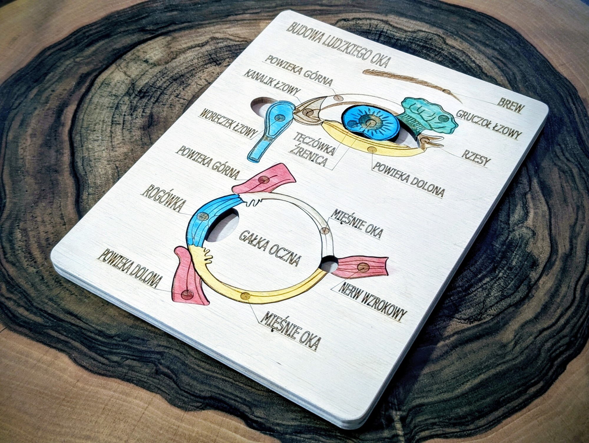 Anatomia człowieka oko - obrazek 2