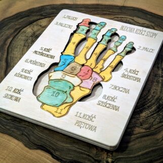 Budowa kości stopy - anatomia człowieka