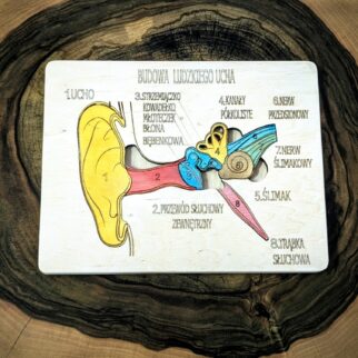 Układanka Montessori - ucho – anatomia człowieka