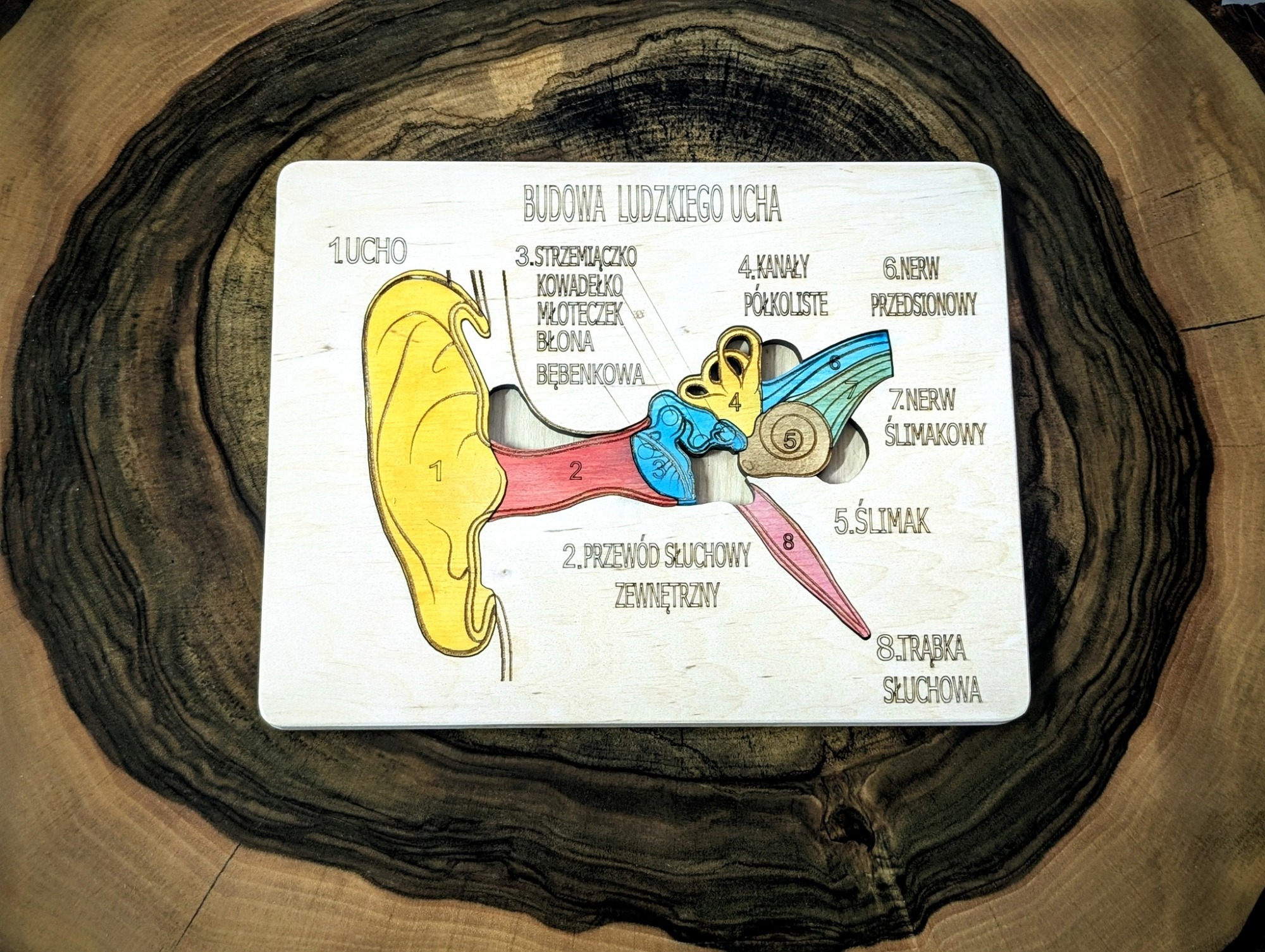 Układanka Montessori - ucho – anatomia człowieka