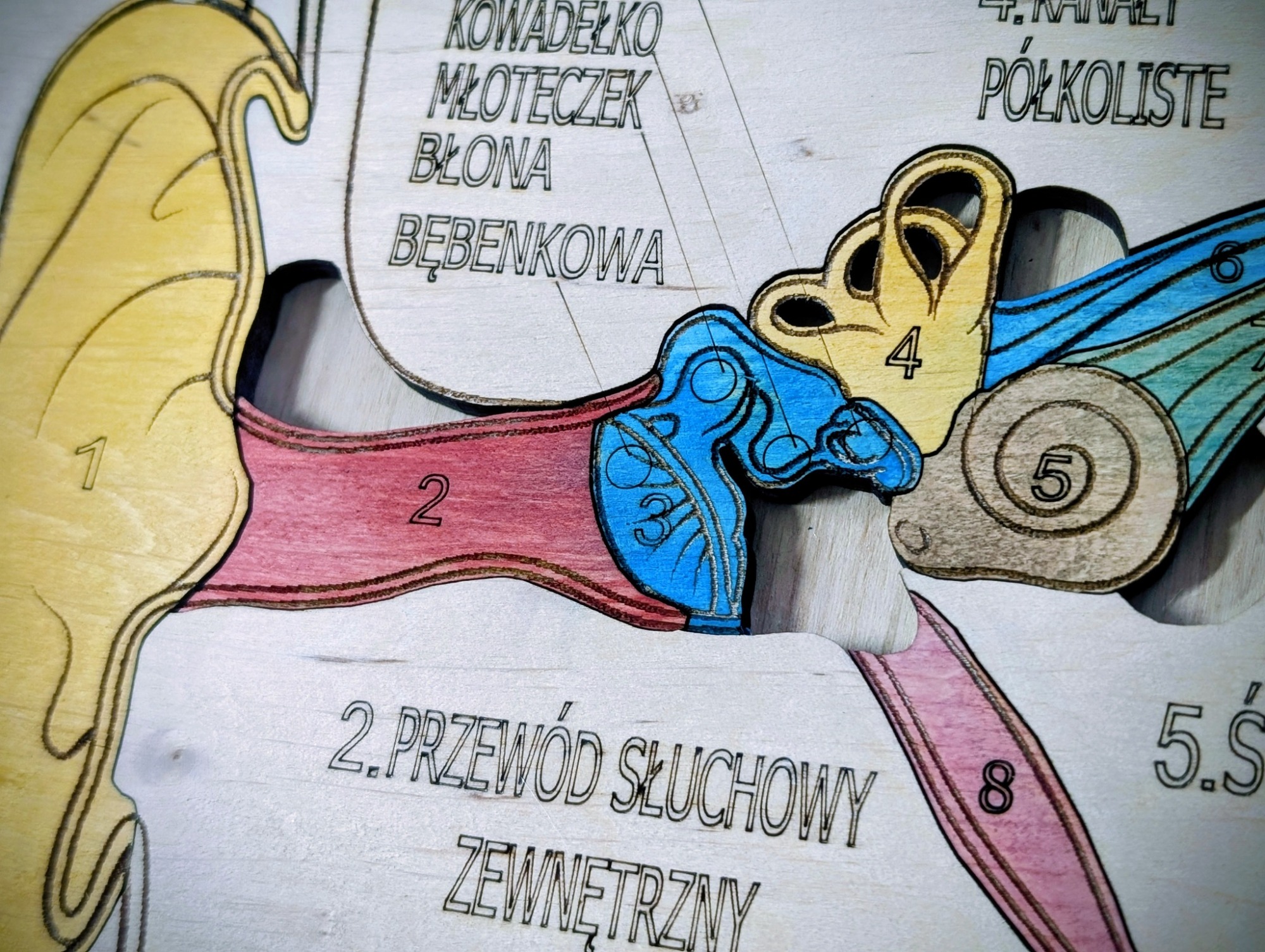 Układanka Montessori - ucho – anatomia człowieka - obrazek 3