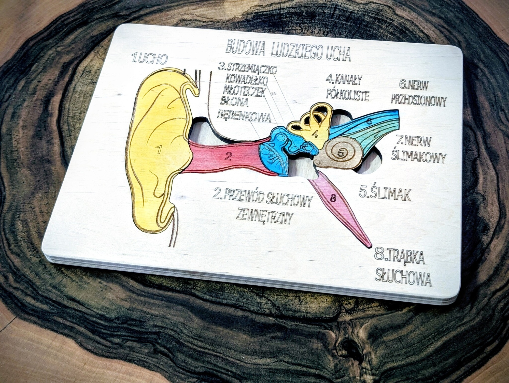 Układanka Montessori - ucho – anatomia człowieka - obrazek 2