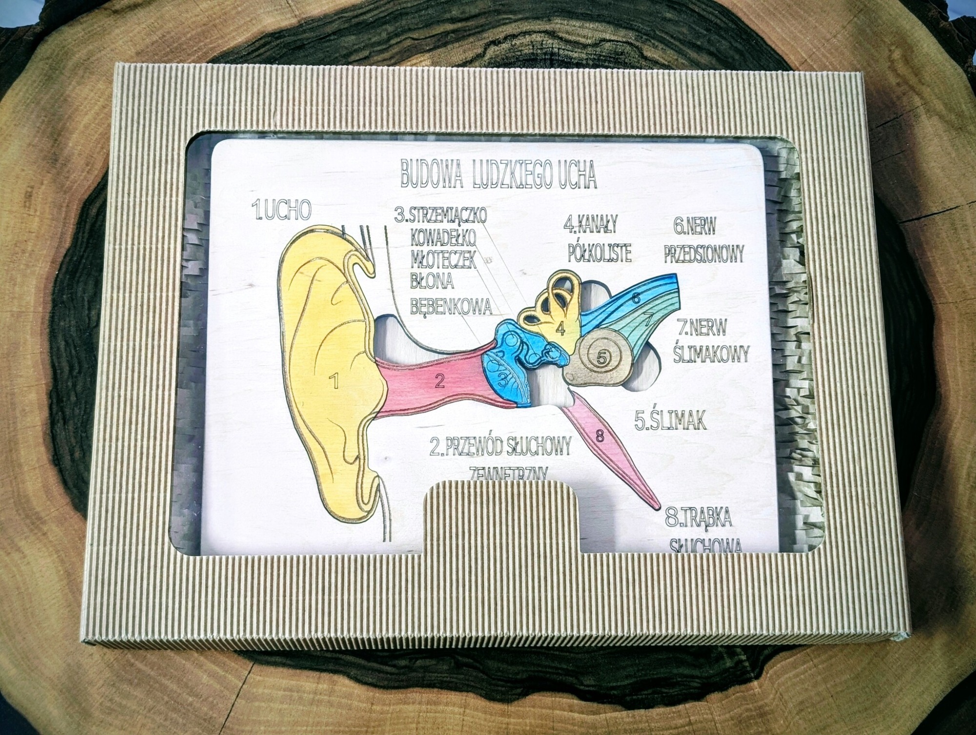 Układanka Montessori - ucho – anatomia człowieka - obrazek 4