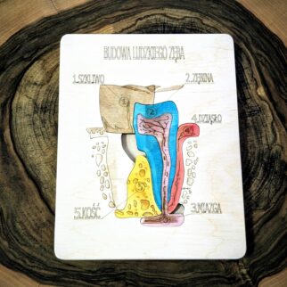 Układanka Montessori - budowa zęba – anatomia człowieka