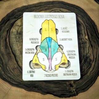 Układanka Montessori - nos – anatomia człowieka