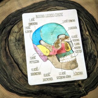 Budowa czaszki - anatomia człowieka